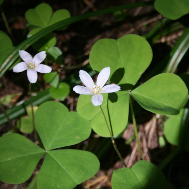 this is a close up s of some flowers