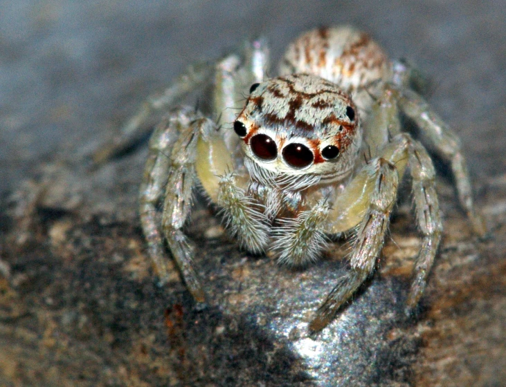 a close up of a spider with it's eyes open