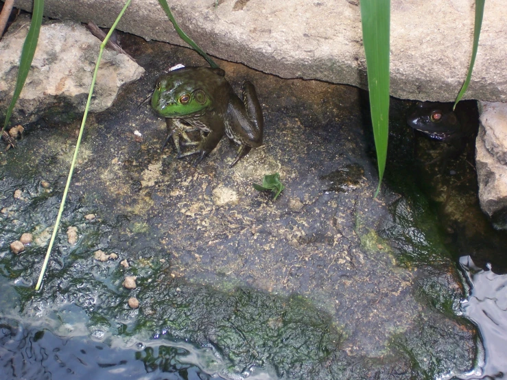 a frog sitting on the ground next to some water