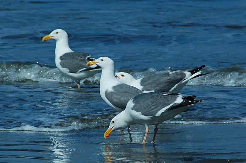three seagulls standing in the water and one standing near the water