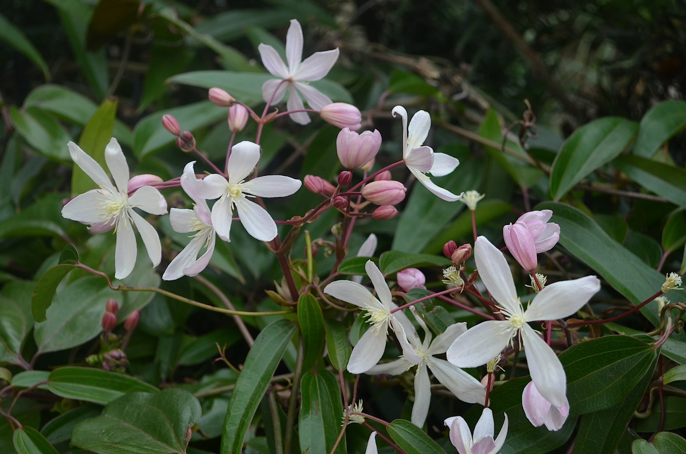 a bunch of pretty white flowers sitting in the middle of some green leaves