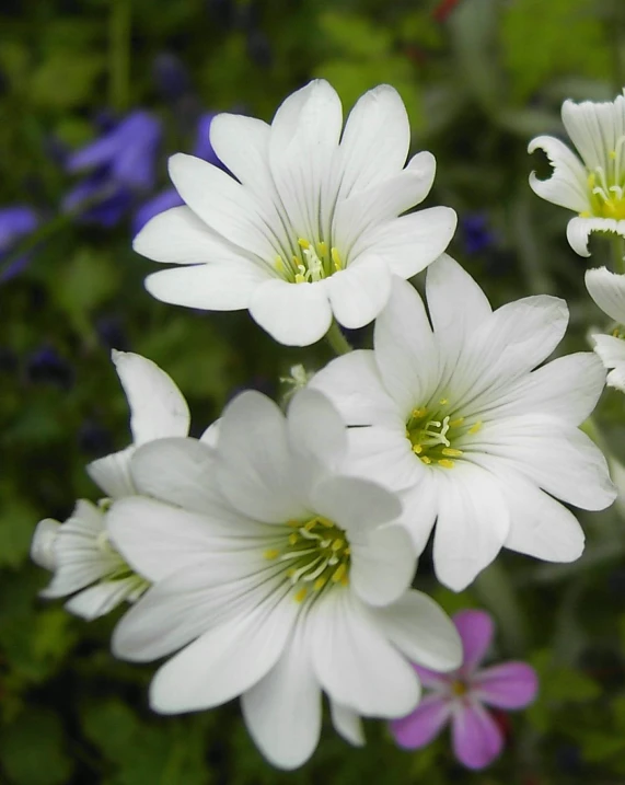 a cluster of white and purple flowers next to each other