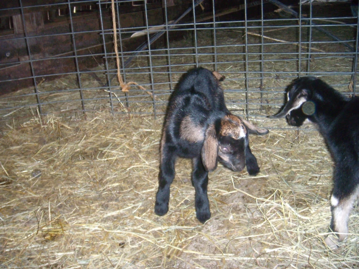 two baby goats in a fenced enclosure playing