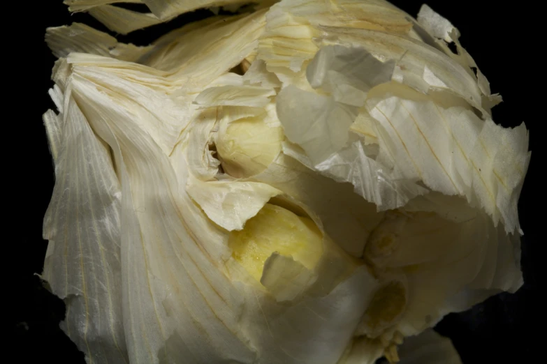 close up of a white cabbage on a black surface