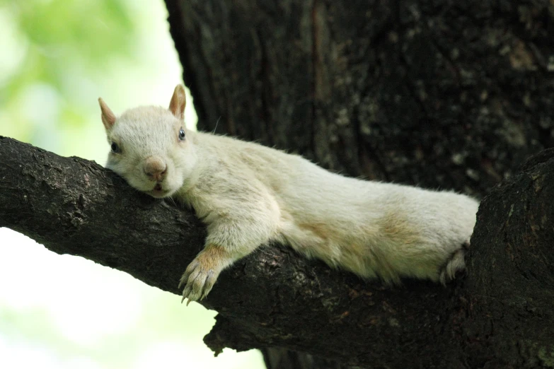 a little white animal laying on top of a tree