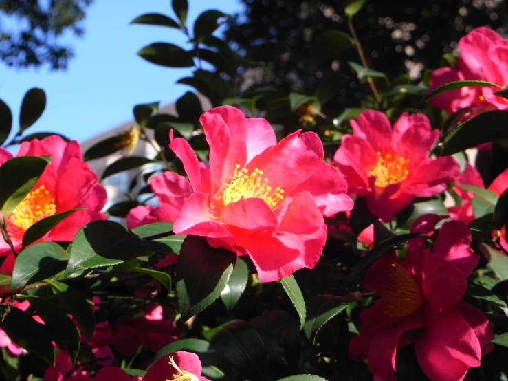 many bright pink flowers are in a garden