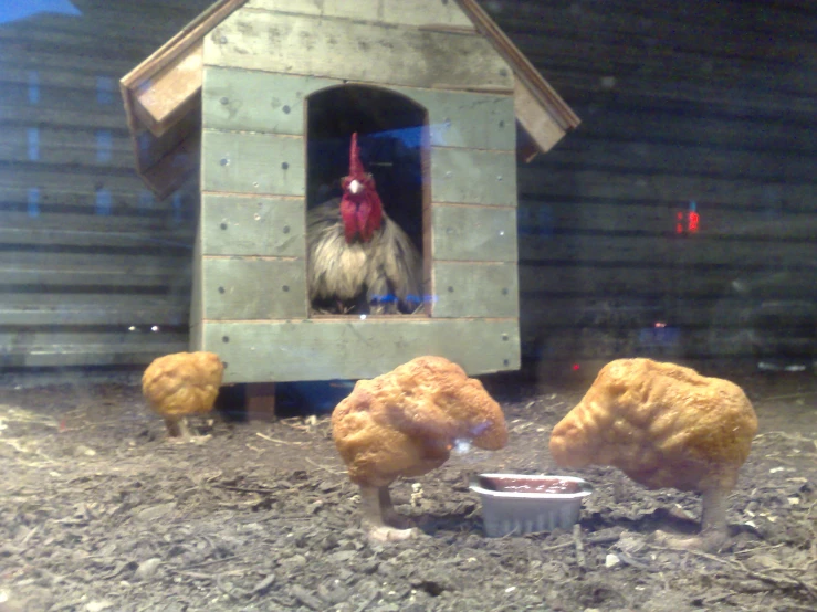 two chickens eating out of the chicken coop