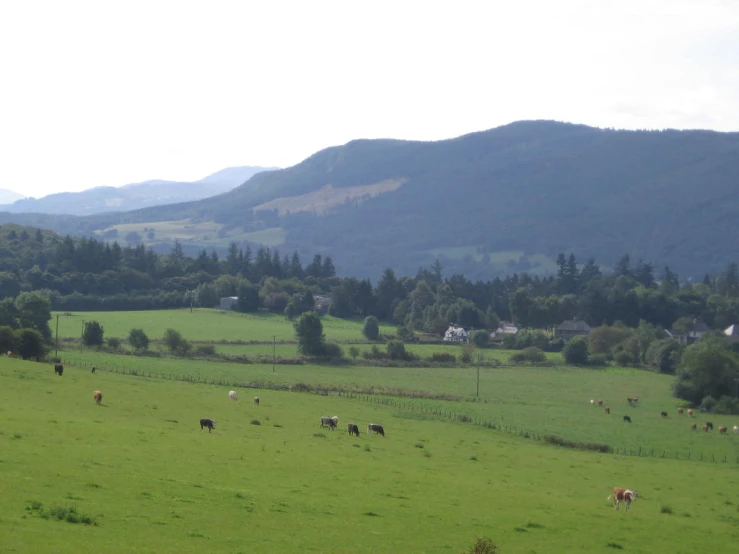 a herd of cattle grazing on a lush green field