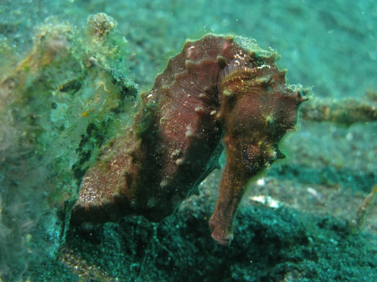 a seahorse sitting on the ground in shallow water