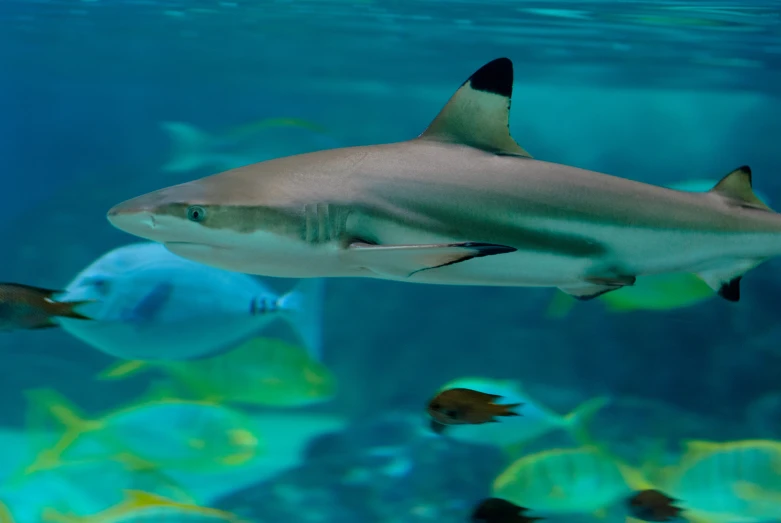 a large shark swimming through an aquarium