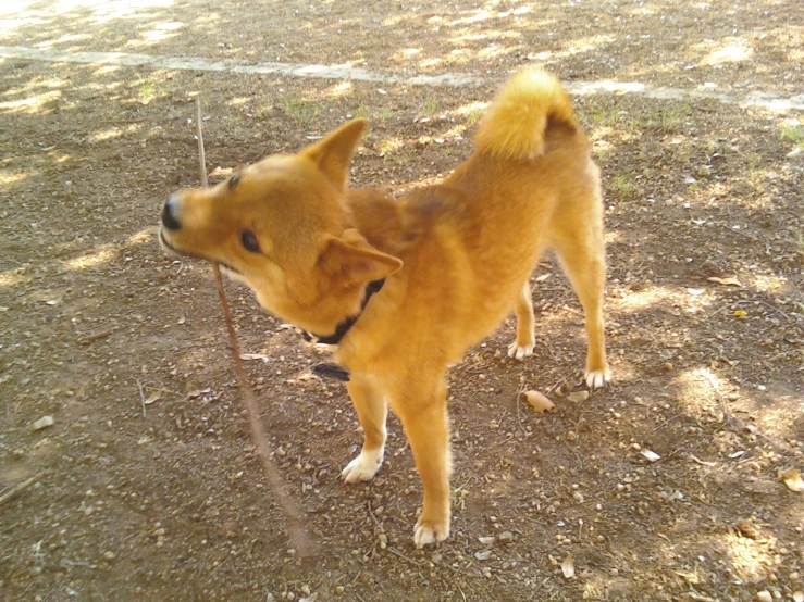 the dog stands with its mouth open on a dirt ground