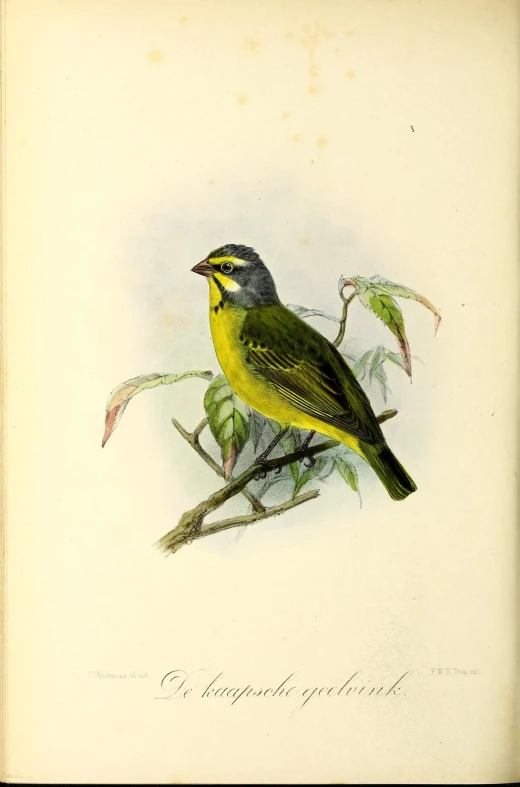 a vintage illustration of a bird sitting on a small nch