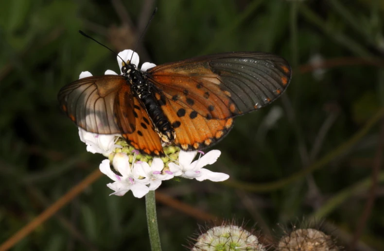 a erfly is perched on top of a small white flower