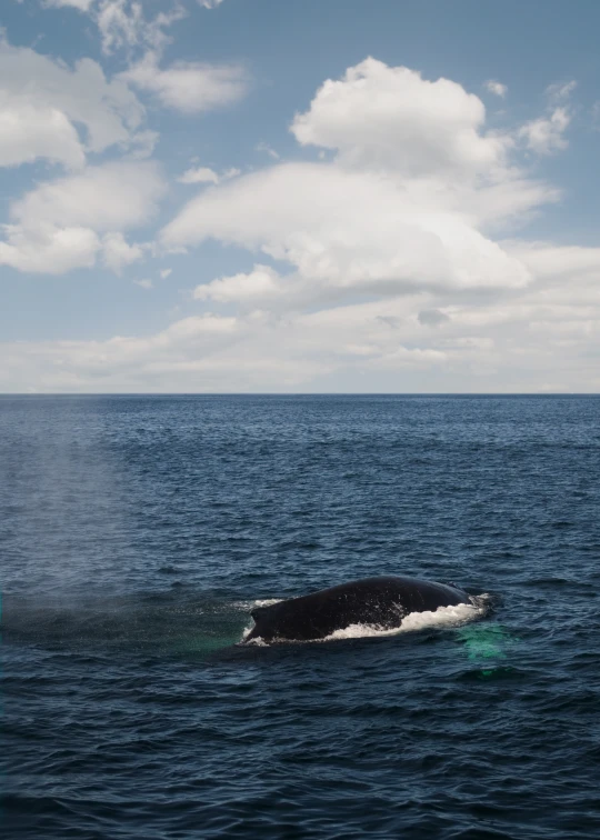 a whale is shown while it's in the ocean