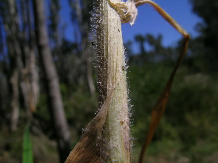 the end of a plant has tiny flowers