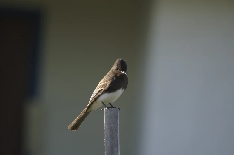 there is a small bird perched on top of the post