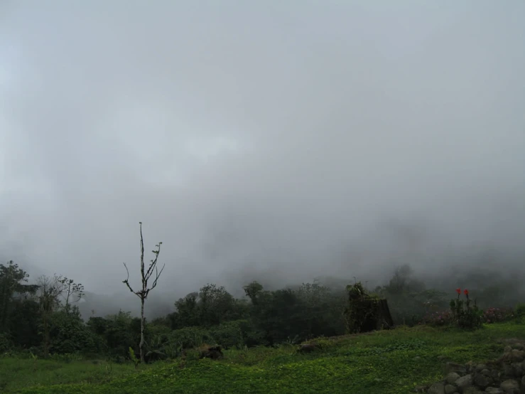 a grassy hillside with trees and bushes, with fog in the distance