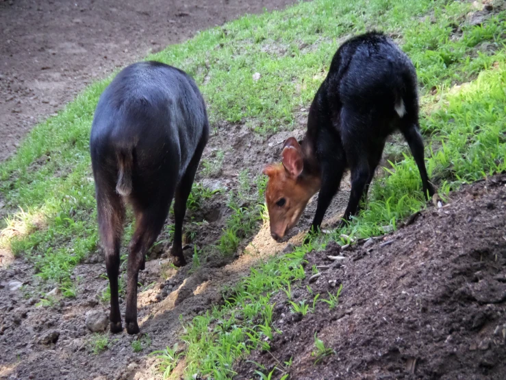 a couple of small black animals standing on a green grass covered hillside