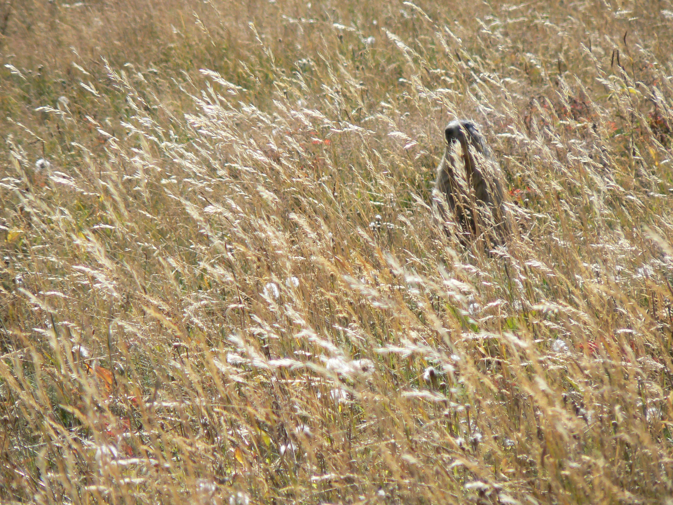 the tall grass has a rock in it