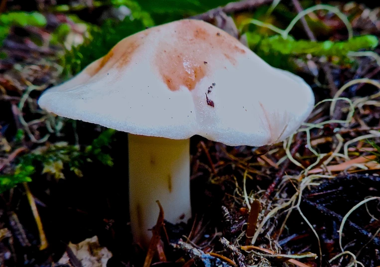 a close up of a mushroom on the ground