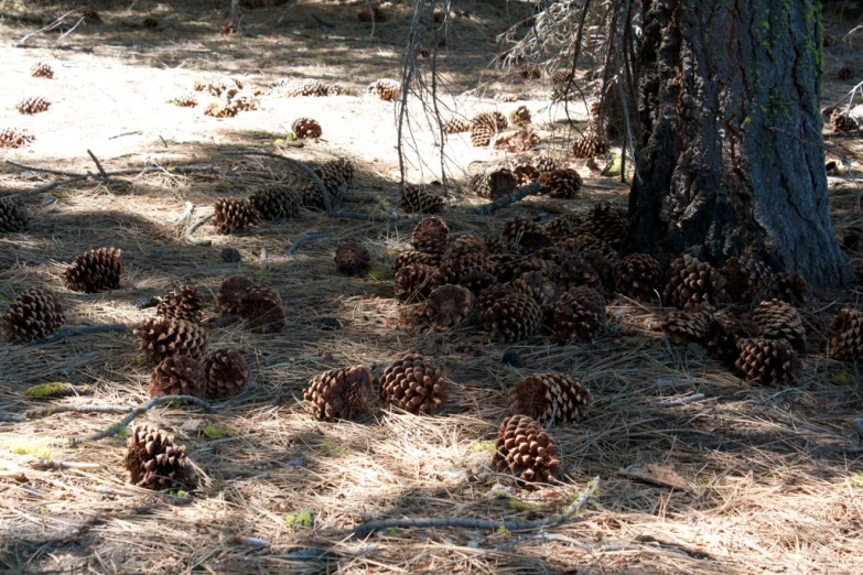 a lot of pine cones sitting around a tree