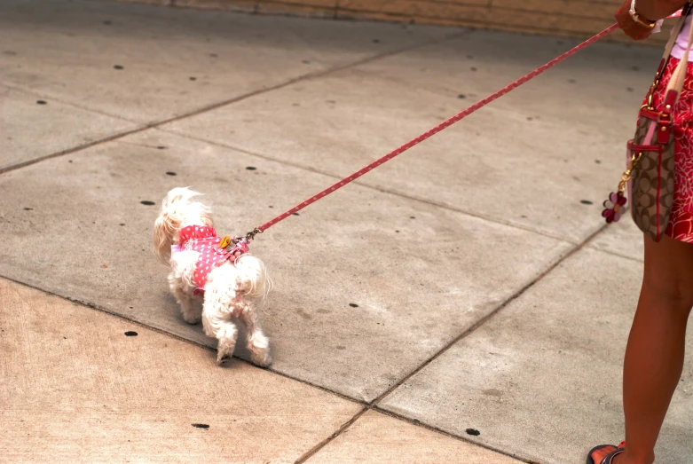 white dog on leash walking on sidewalk near woman