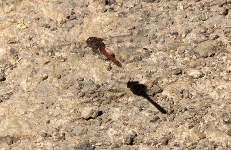 two large insects are standing in the middle of rocks