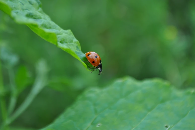 the ladybug sits on the green leaves outside