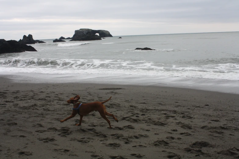 a dog on the beach chasing after a ball