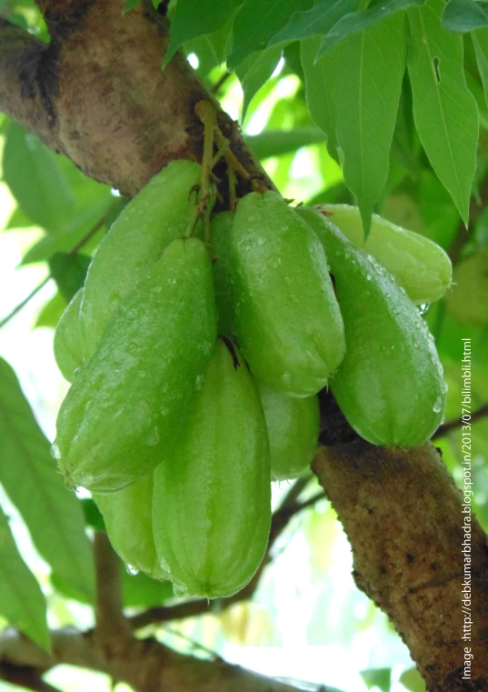 green fruits on the tree in a rainy day