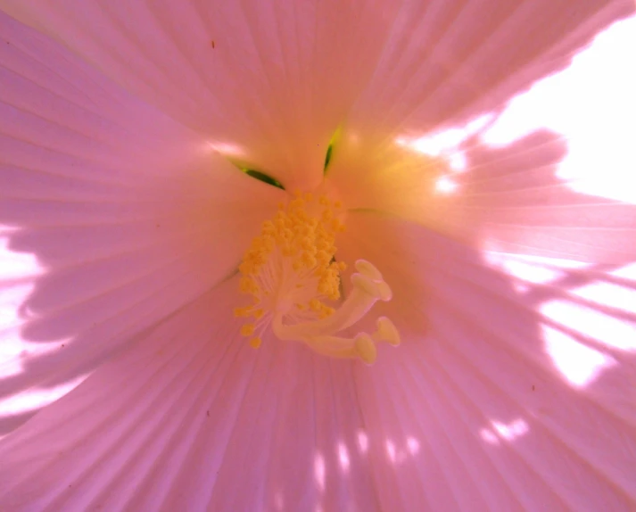 this po shows the inside of the flower