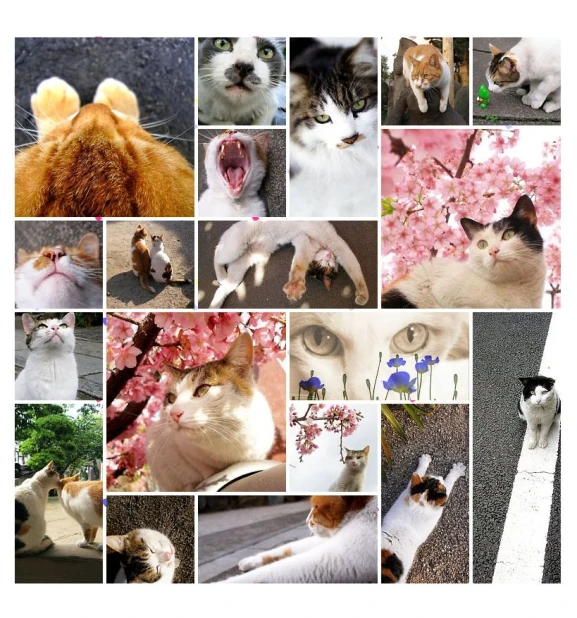 many cats images of different poses and types