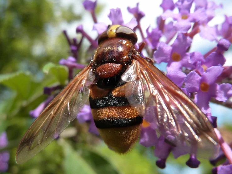 a small brown bee is on some purple flowers