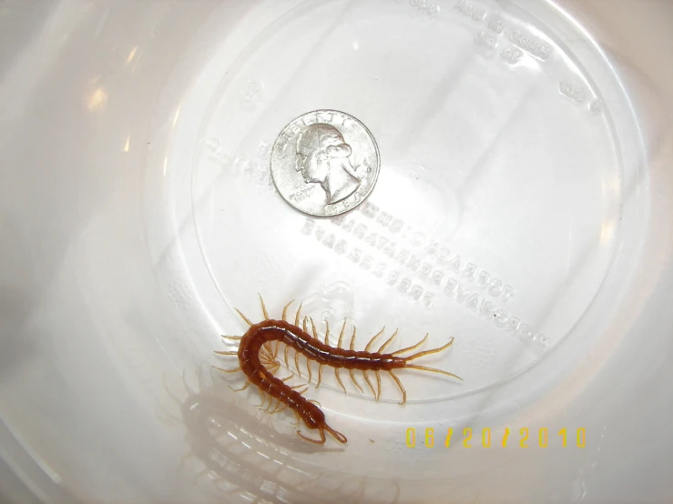 the centipeus was under the plastic plate