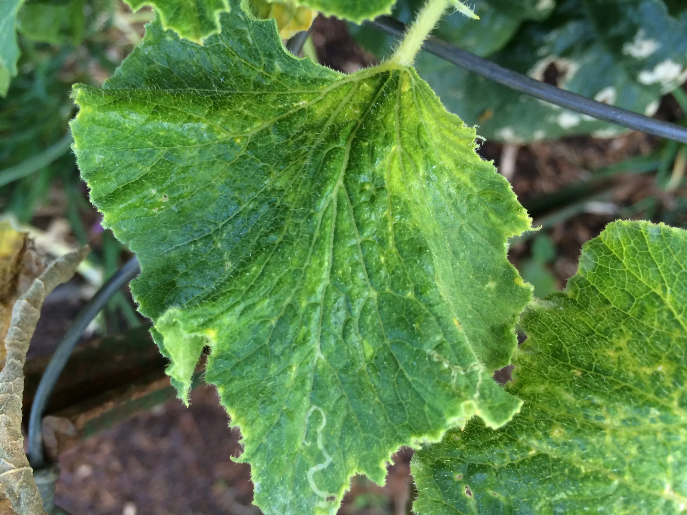 some very pretty green plants with lots of leaves