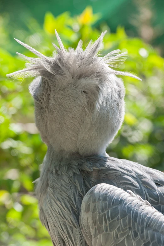 the bird has a hair mohawk on it's head