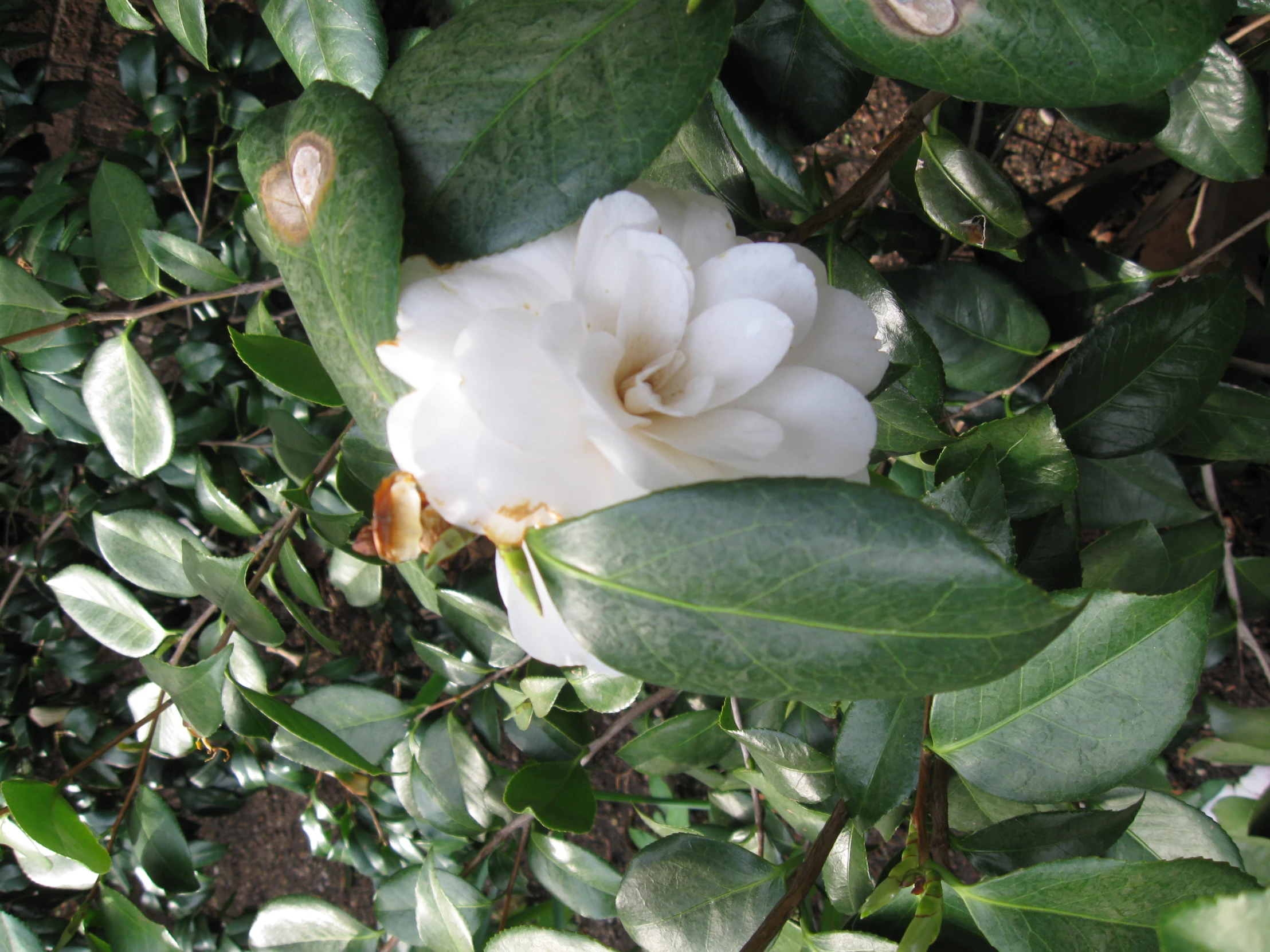 a flower that is sitting on some leaves