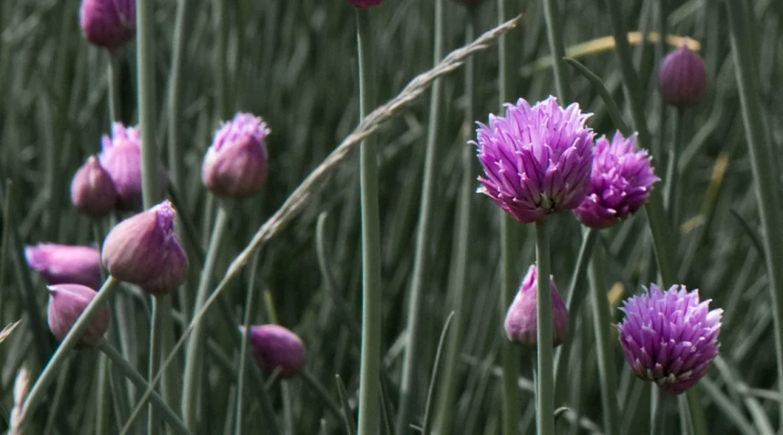 pink and purple flowers in the midst of tall grass