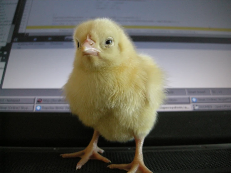 a close up of a small bird on a laptop