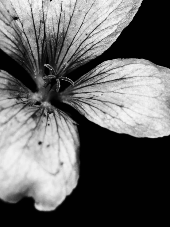 a small white flower on black background