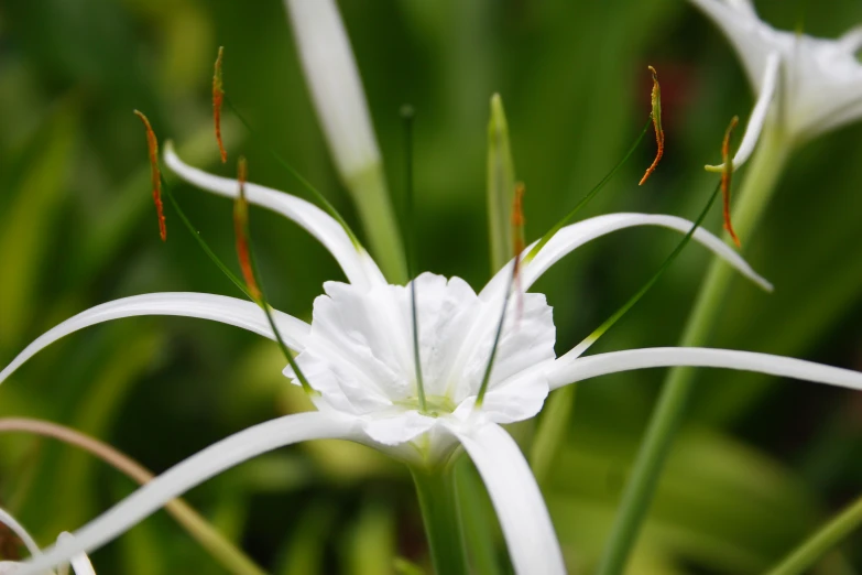 closeup po of white flower surrounded by green grass