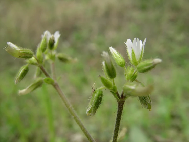 two tiny flowers with some short stems in the foreground