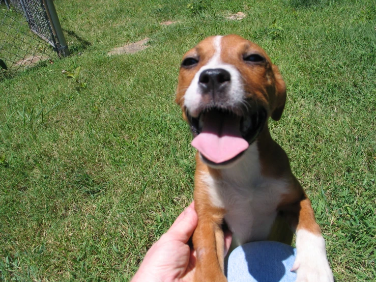 a dog is being held with it's tongue out while sitting on the grass