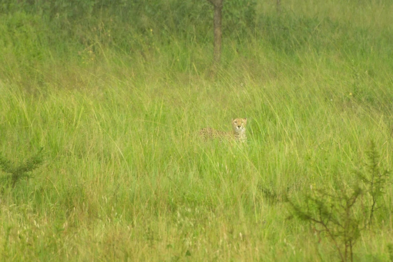 a small cub walking in tall grass on a field