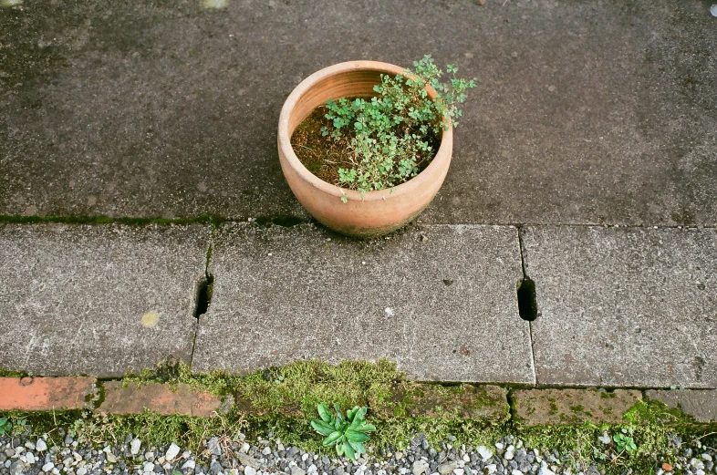 a plant is growing in a pot on the concrete curb