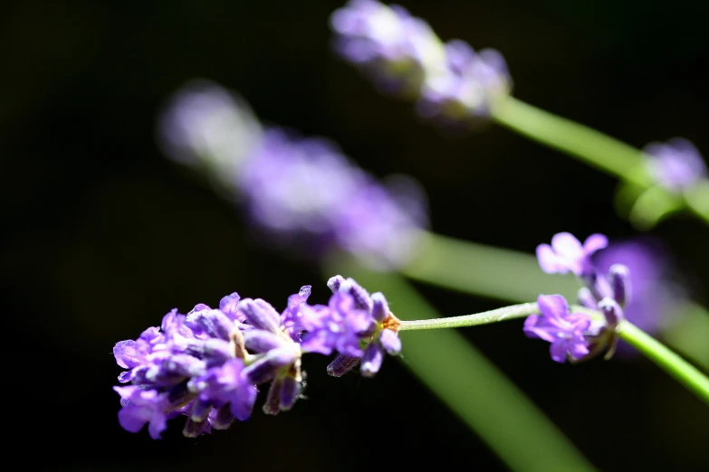 some purple flower buds with a blurry background