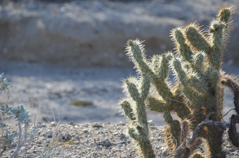 some pretty little green plants growing in a sandy field