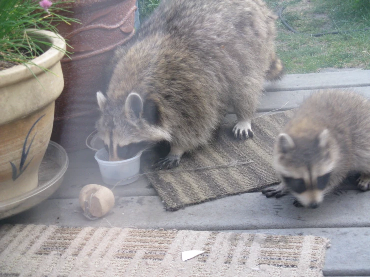 two racs eating food out of buckets outside