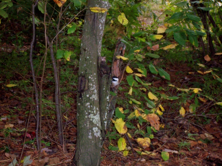 a cat peeking out of a  in a tree