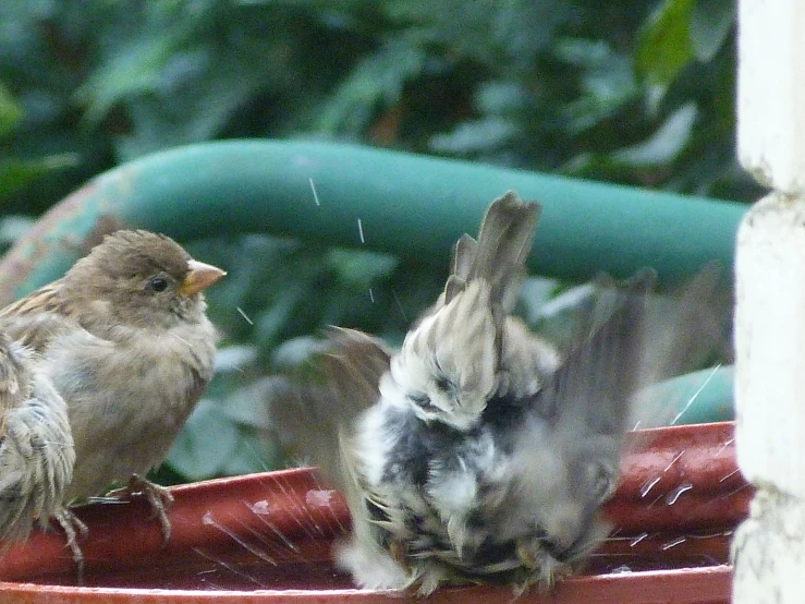 two small birds sitting on top of an elevated bowl